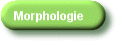 Morphologie